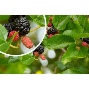 Moruša čierna (Morus nigra) ´MATSUNAGA (MOJO BERRY)´®- výška 30-50 cm, kont. C1L - čierne plody